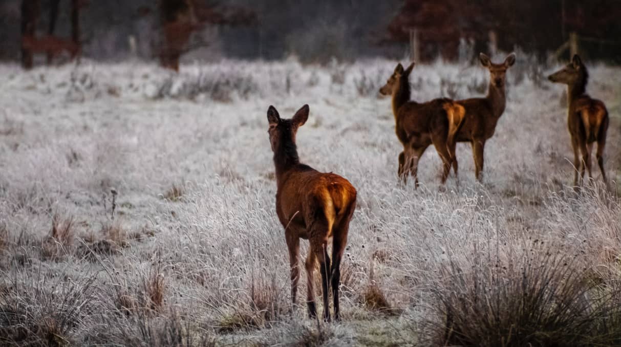 Dividendes du placement expat dans les forêts françaises droits de chasse coupe du bois tourisme (1)